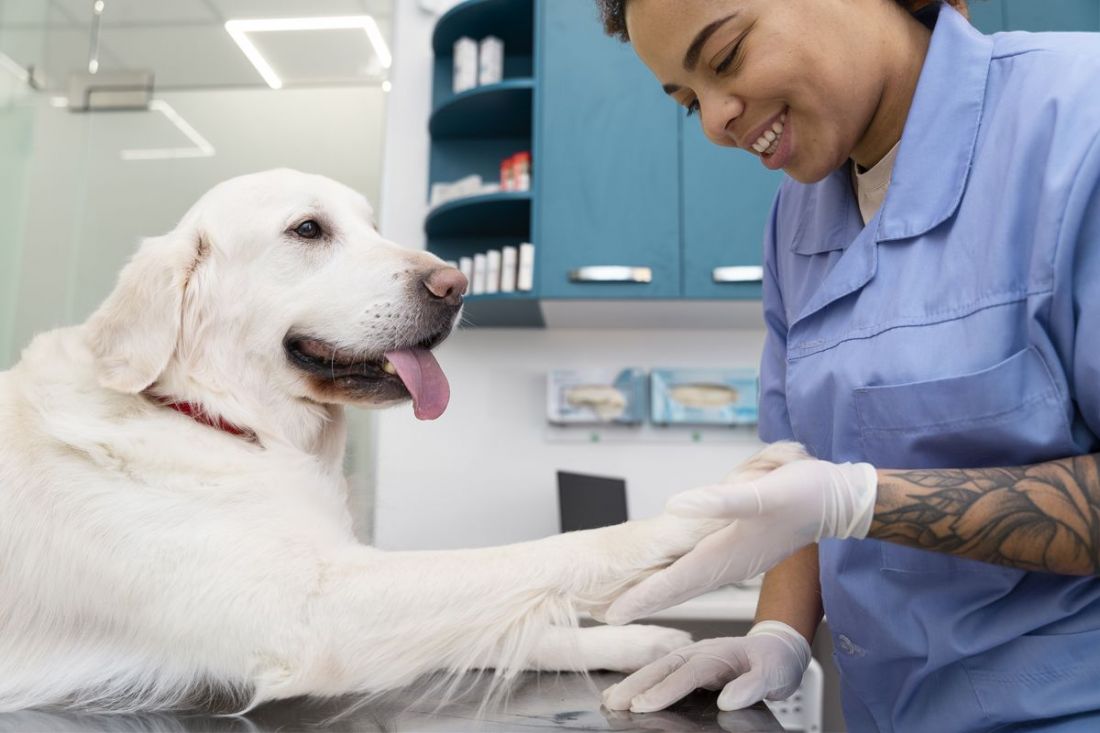 Veterinary Medicine at SGGW: A Path to Excellence in Animal Health